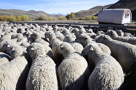 20-10-21 Sheep Out Croy 9 Roland.jpg